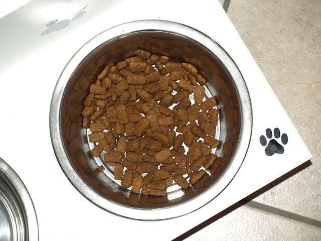 Superfood dla Twojego psa – odkryj jakie produkty warto podać swojemu pupilkowi!
